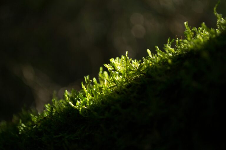 foto: ©Morgana First, Unsplash.
